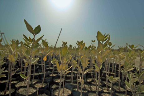 mangroves nursery